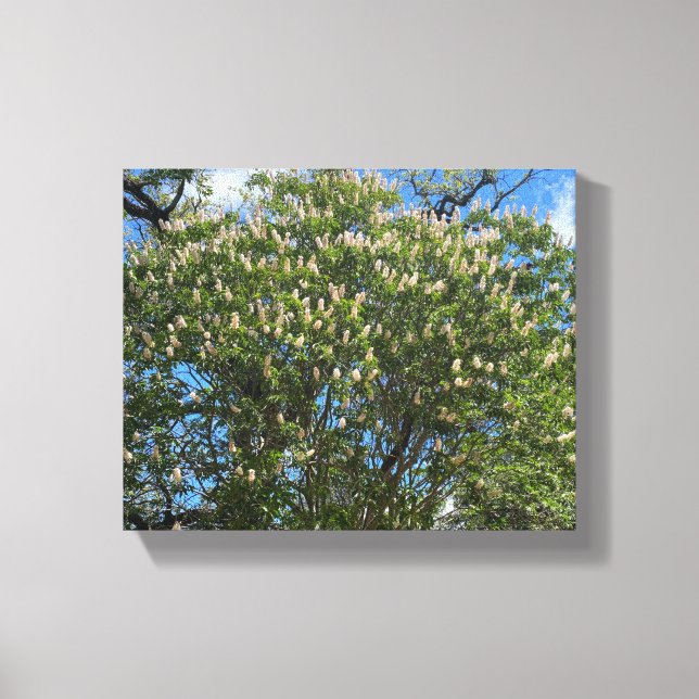 Toile Buckeye Sky (Recto)