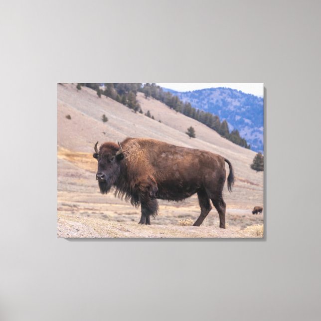 Toile Buffalo Bison American Wildlife (Recto)