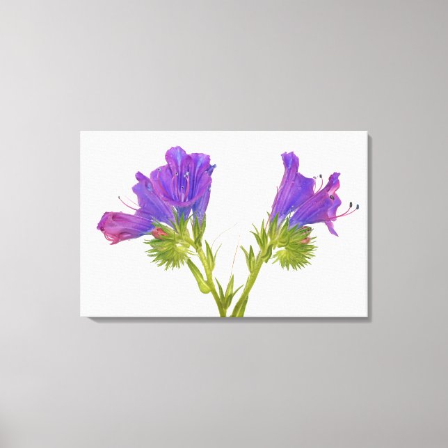 Toile Bugloss vipères pourpres (echium plantagineum) (Recto)