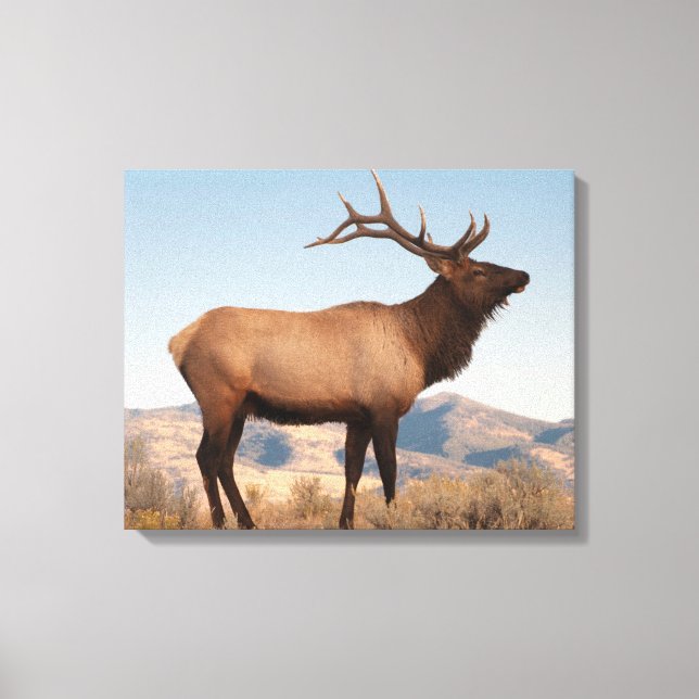 Toile Bull Elk près de Mammoth | Wyoming (Recto)