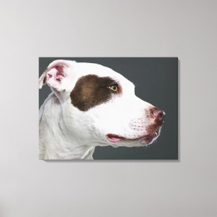 Toile Bull-terrier du Staffordshire, plan rapproché