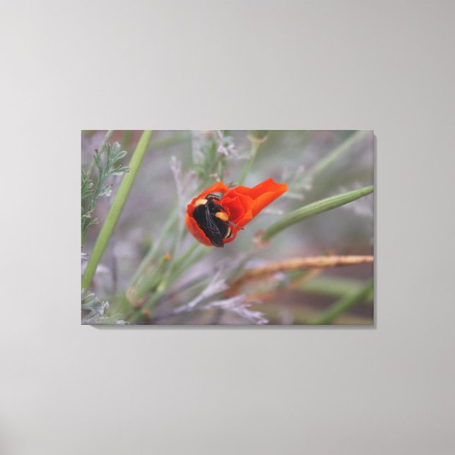 Toile Bumble abeille endormie dans un pavot de Californi (Recto)