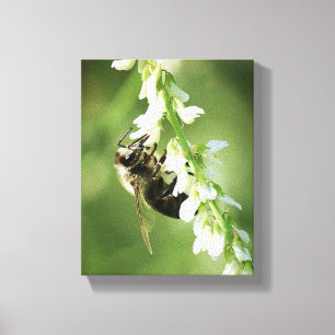 Toile Bumble Bee sur la fleur blanche