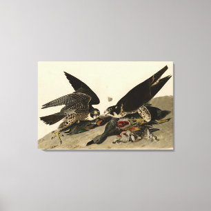 Toile Buse à pattes géantes des oiseaux d'Amérique d'Aud