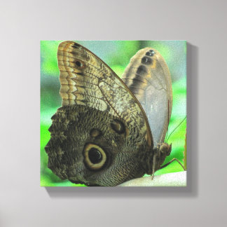 Toile Butterfly Floral  Canvas Print