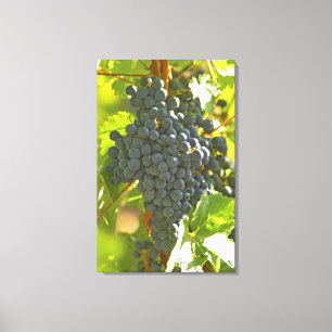 Toile Cabernet Sauvignon grappe de raisin dans le Châtea