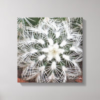 Cactus étoilé par Debra Lee Baldwin