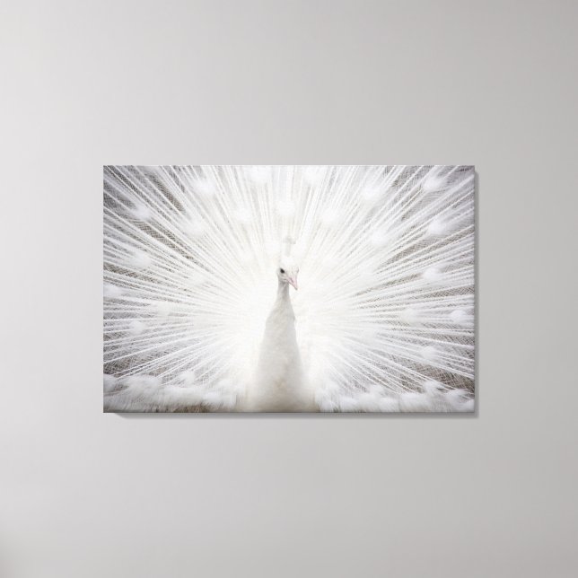 Toile Calcaire blanc (Recto)
