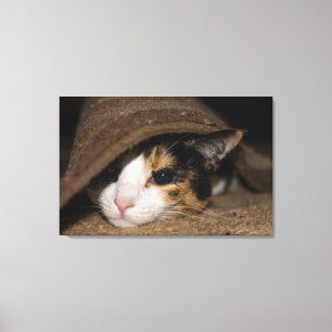 Toile Calico Taco