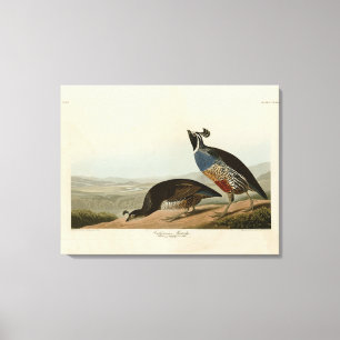 Toile California Partridge - Audubon's Birds of America