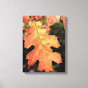 Toile Californie, Une feuille de chêne de couleur automn