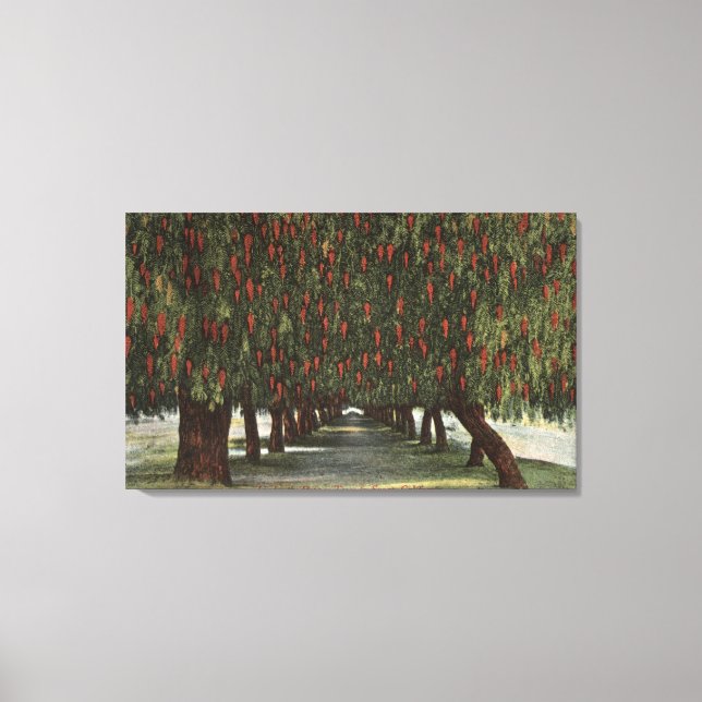 Toile CalifornieGroves de poivriers (Recto)