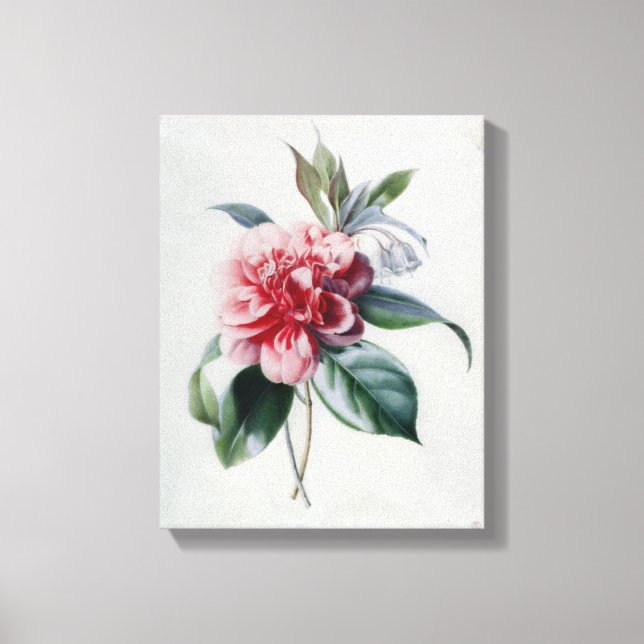 Toile Camellia (Recto)