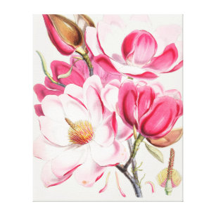 Toile Campbell's magnolia from Himalayan plants