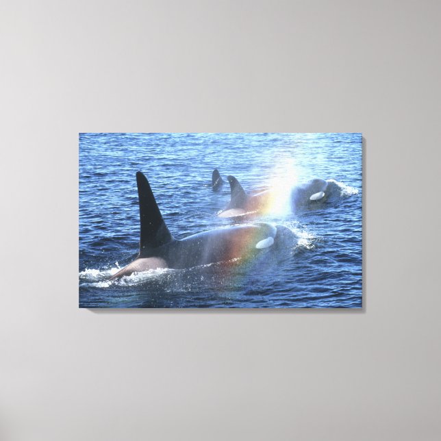 Toile Canada, Colombie-Britannique, Johnstone Straight, (Recto)