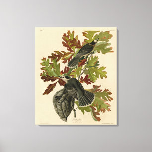 Toile Canada Jay (Grey Jay) - Audubon's Birds of America