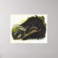 Canada Otter (River Otter) - Quadrupeds d'Audubon
