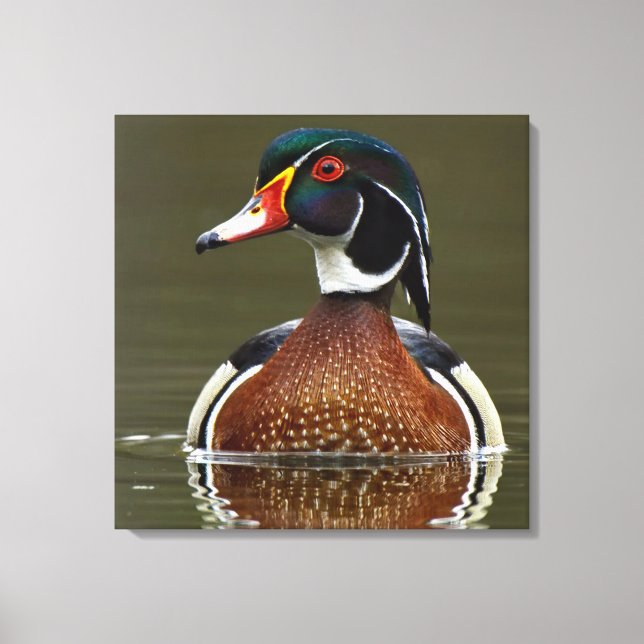 Toile Canard à bois sur l'eau (Recto)