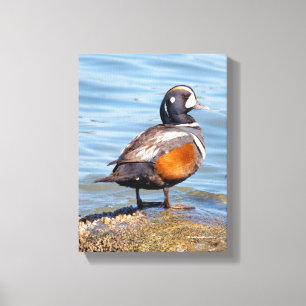 Toile Canard arlequin magnifique sur le rocher