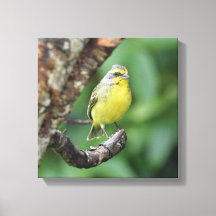 Canari à fontes jaunes perché sur une branche d'ar