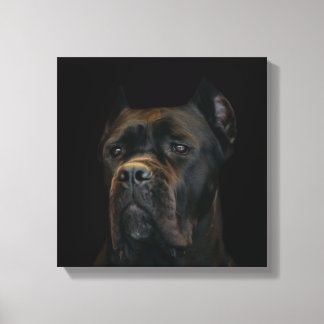 Toile Cane Corso - Mastiff italien