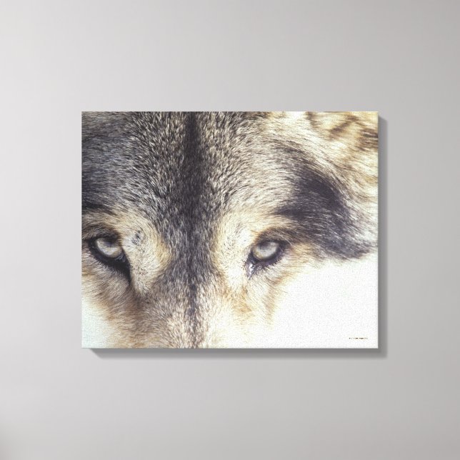 Toile Canis Lupus (Recto)