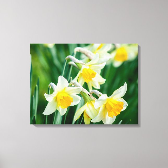 Toile Canvas Art-Daffodils (Recto)