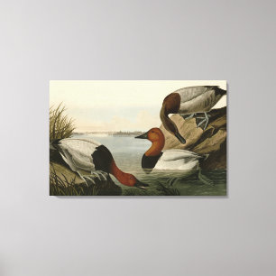 Toile Canvas Duck d'Audubon's Birds of America