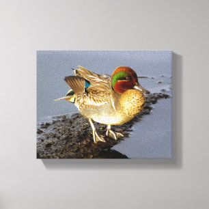 Toile Canvas Turquoise de canard à aile verte