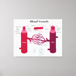 Toile Capillaires Capillaires Diagramme des veines des v