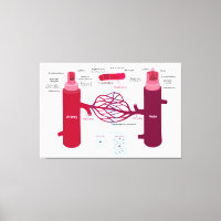 Capillaires des vaisseaux sanguins Diagramme Artèr