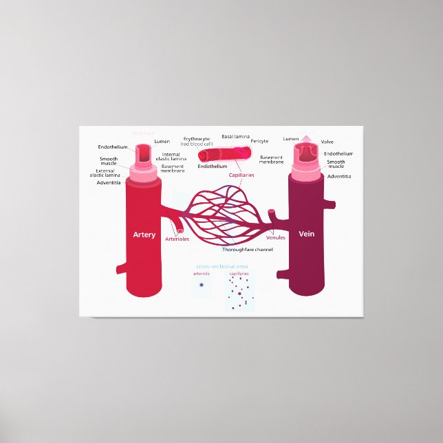 Toile Capillaires des vaisseaux sanguins Diagramme Artèr (Recto)