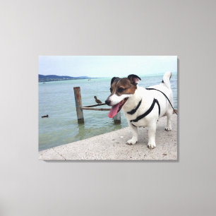 Toile Capo von Oppenheim, chien Terrier Jack Russell