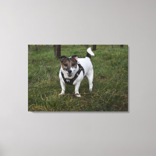 Toile Capo von Oppenheim, Jack Russell Terrier Chien