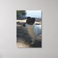 Capo von Oppenheim, Jack Russell Terrier, Chien
