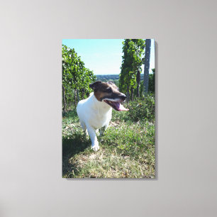 Toile Capo von Oppenheim, Jack Russell Terrier, Chien