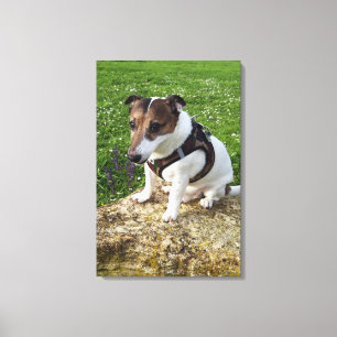 Toile Capo von Oppenheim, Jack Russell Terrier, Chien