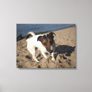 Toile Capo von Oppenheim, Jack Russell Terrier, Chien