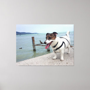 Toile Capo von Oppenheim, Jack Russell Terrier Chien
