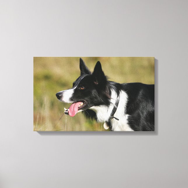 Toile Capture d'écran de la bordure Collie 2 (Recto)