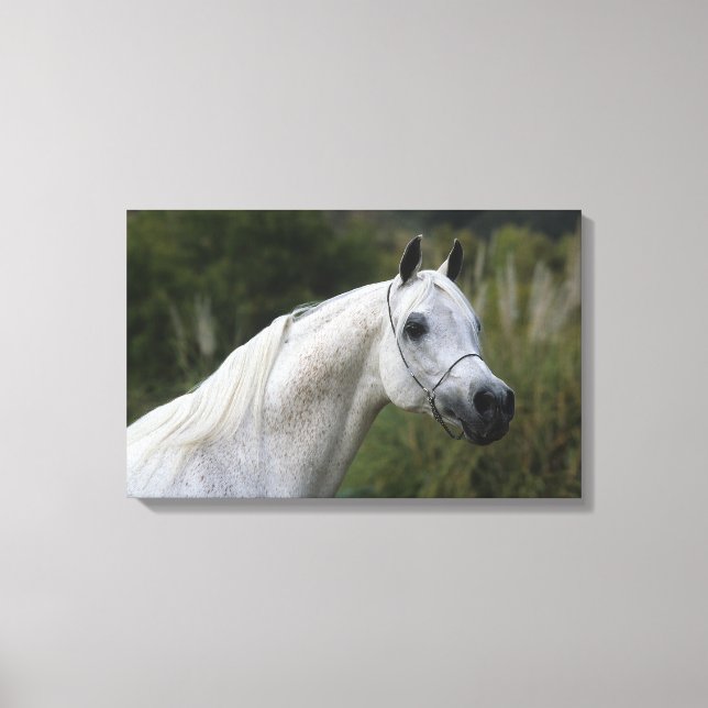 Toile Capture d'écran du cheval arabe 1 (Recto)