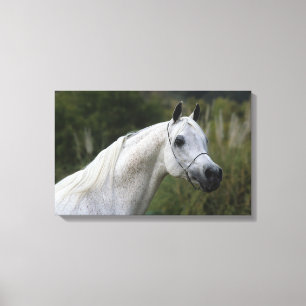 Toile Capture d'écran du cheval arabe 1