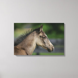Toile Capture d'écran du poulain du cheval de quart