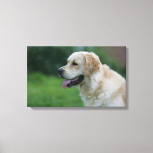 Toile Capture d'écran Golden Retriever 2 2