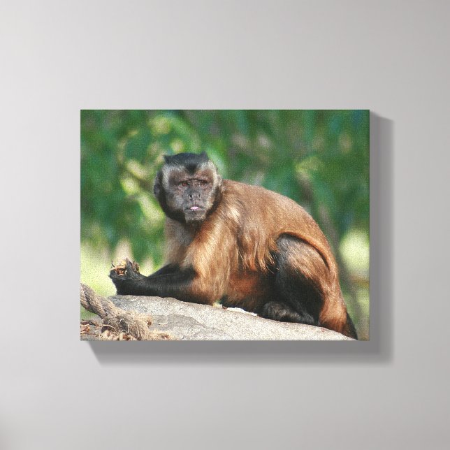 Toile Capuchin Singe Mignonne Mais Cranky (Recto)