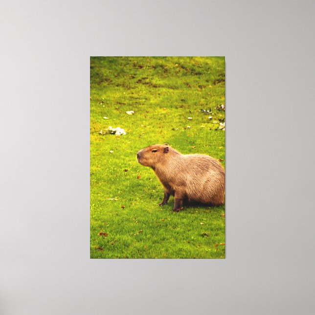 Toile Capybara (Recto)