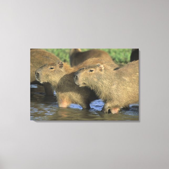 Toile Capybara, Hydrochaeris hydrochaeris), du monde (Recto)
