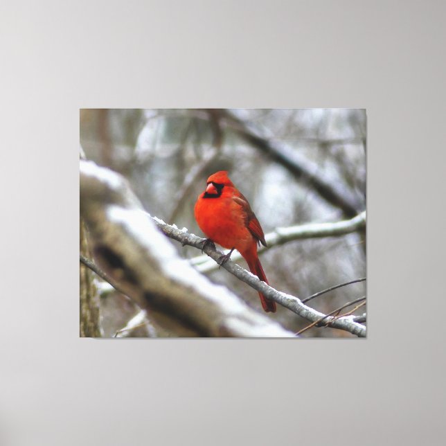 Toile Cardinal masculin (Recto)