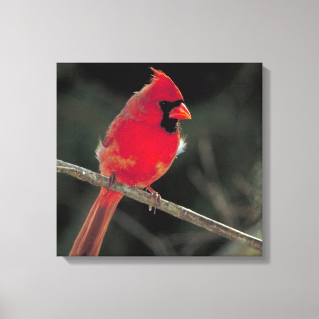Toile Cardinal rouge perché sur une branche d'arbre (Recto)
