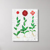 Carnation italienne 2